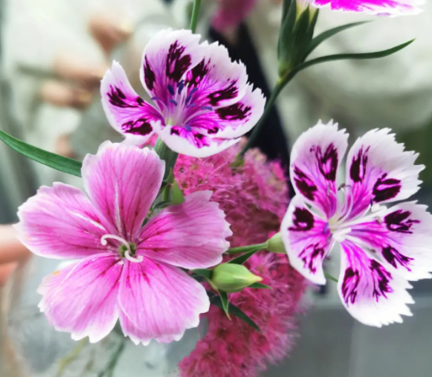 5月适合种什么花