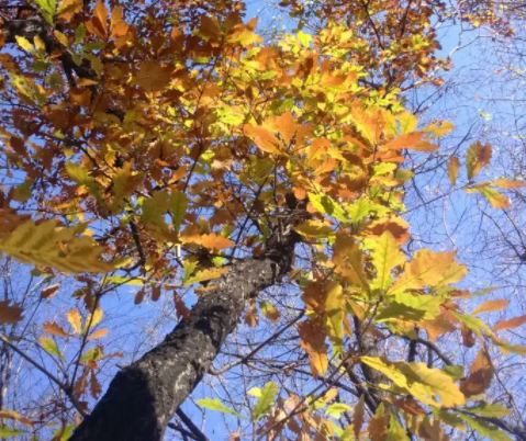 黑龙江适合种什么树