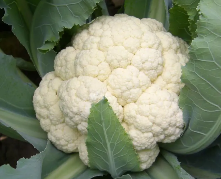 盐碱地适合种什么菜