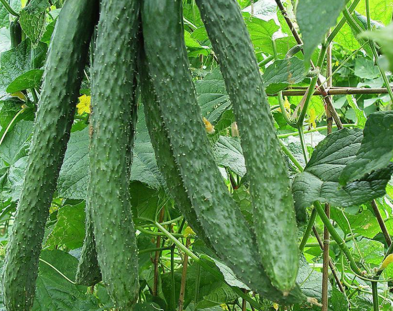 五月适合种什么菜