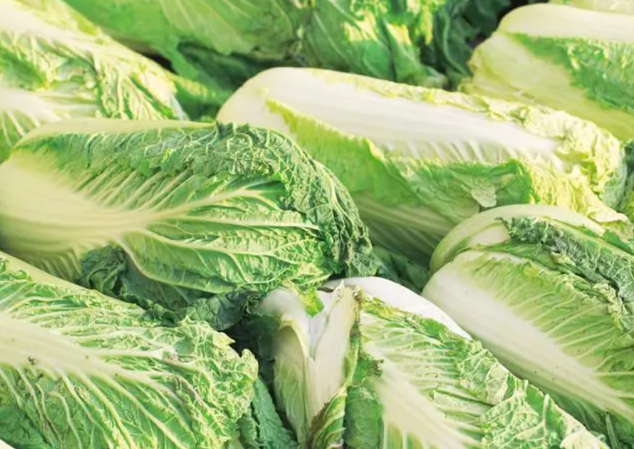 一月适合种什么菜