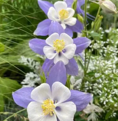 耧斗菜怕太阳晒吗