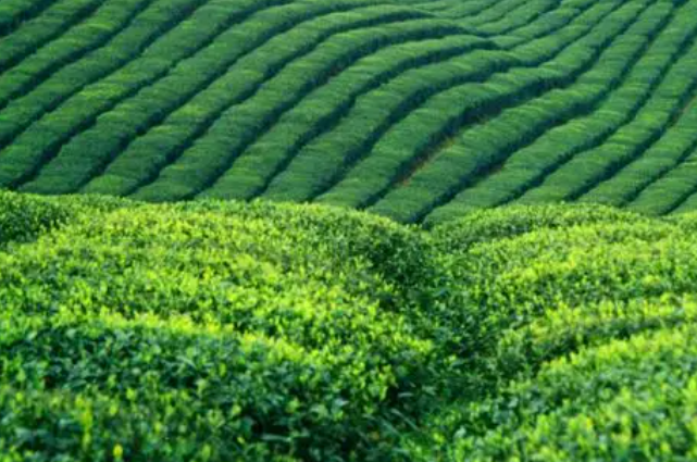 四川宜宾适合种什么