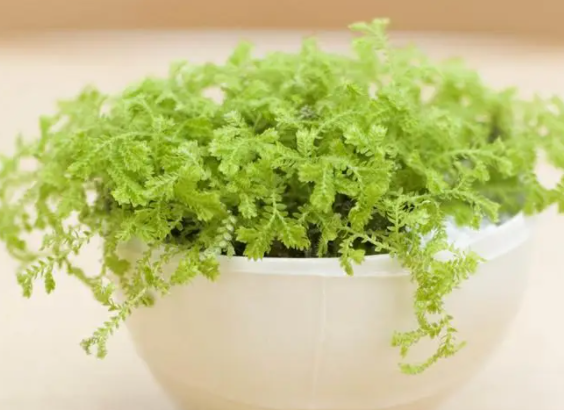 生活中适合种什么