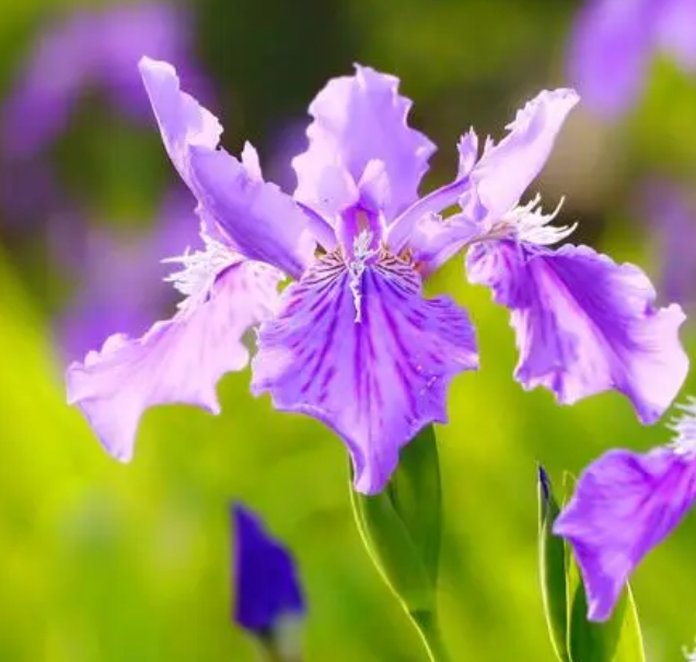 鸢尾花是自花授粉吗