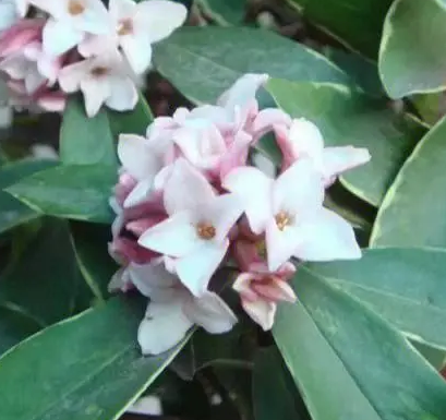 金边瑞香开完花怎么办