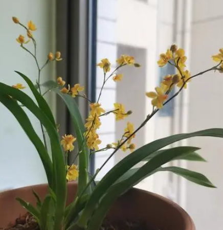 文心兰开完花怎么办