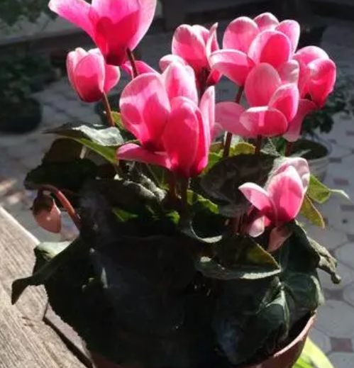 仙客来开完花怎么办