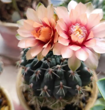 绯玉花开完花怎么办