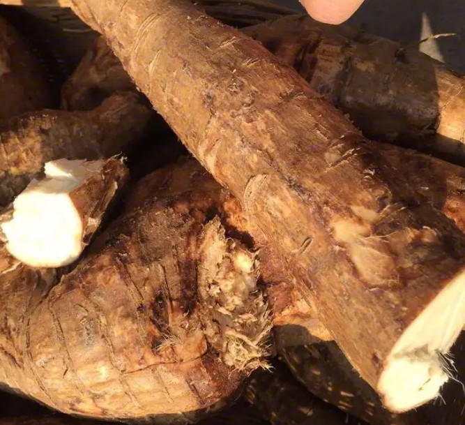 葛根什么时候种植最好