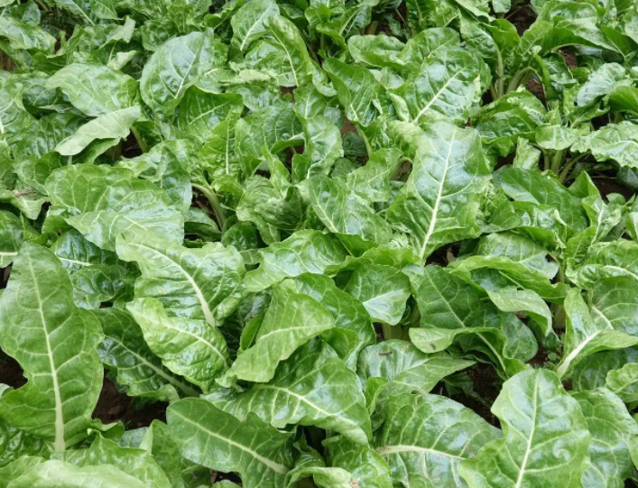 牛皮菜什么时候种植最好 几月份种合适