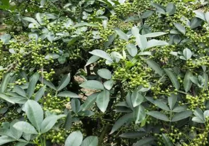 花椒什么时候种植最好
