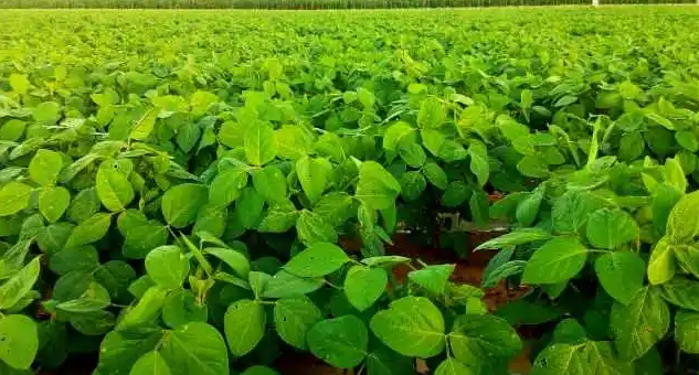 黑豆什么时候种植最好