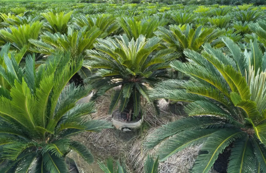 铁树什么时候种植最好