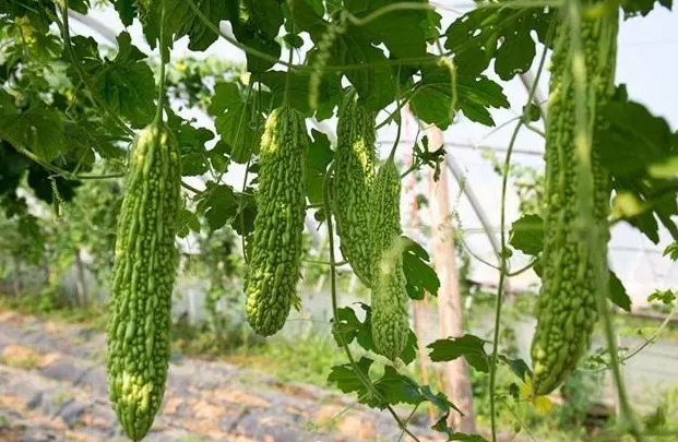 苦瓜什么时候种植最好