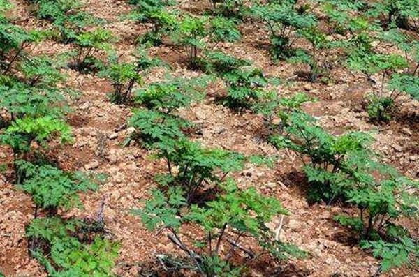 当归什么时候种植最好