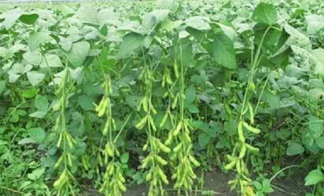 黄豆什么时候种植最好