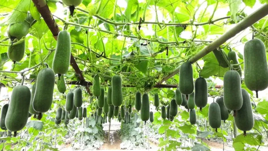 节瓜什么时候种植最好