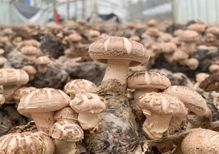香菇什么时候种植最好