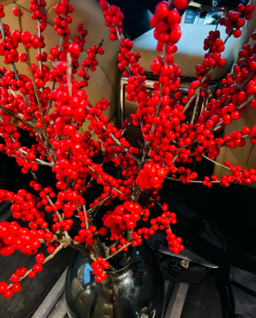 北美冬青什么时候种植最好