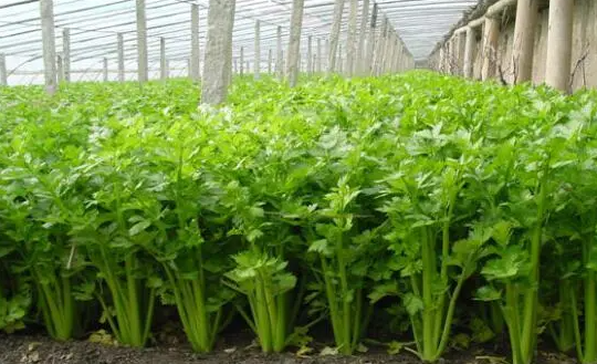 秋芹菜什么时候种植最好