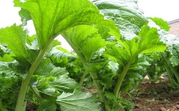 芥末什么时候种植最好 几月份种合适