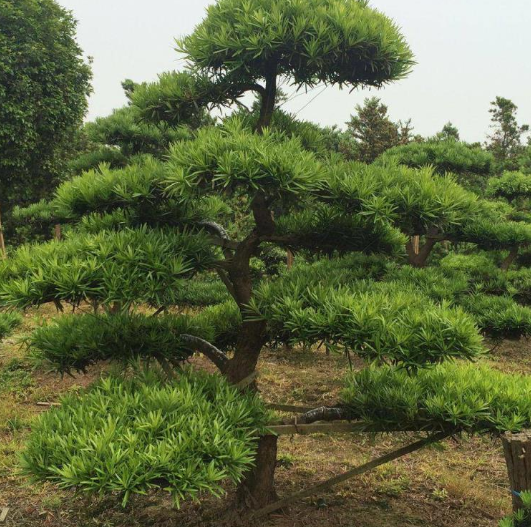 松树什么时候种植最好