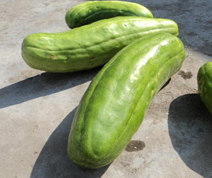 菜瓜什么时候种植最好