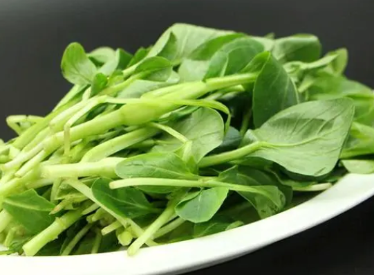 鸡毛菜什么时候种植最好