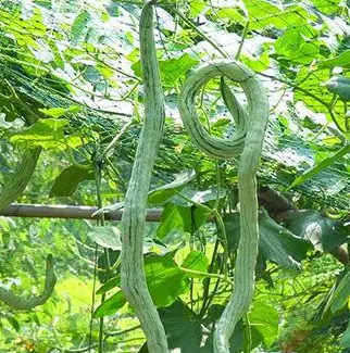 蛇豆什么时候种植最好