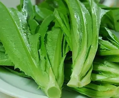 油麦菜什么时候种植最好