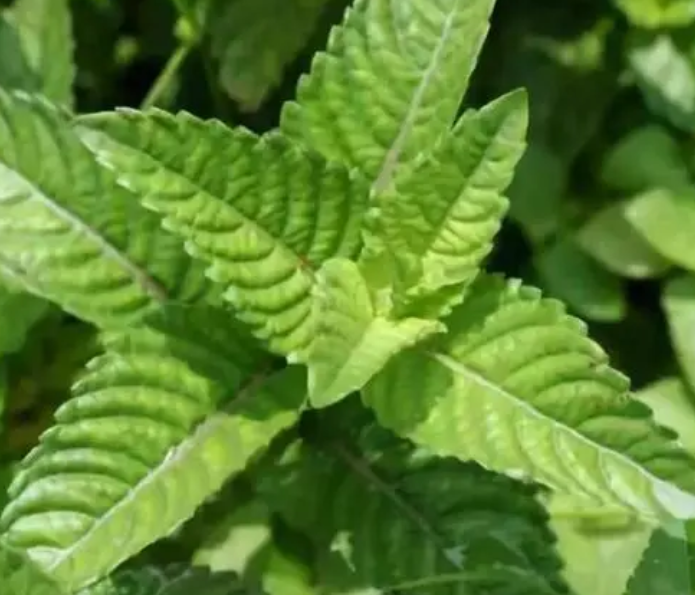 仙草什么时候种植最好