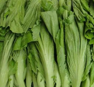 芥菜什么时候种植最好