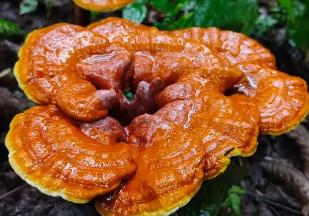 灵芝什么时候种植最好