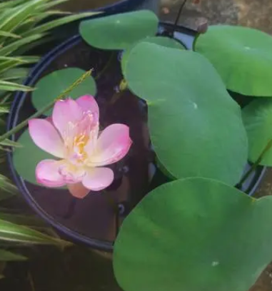 碗莲种植时间与生长周期