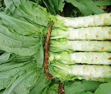 莴苣什么时候种植最好