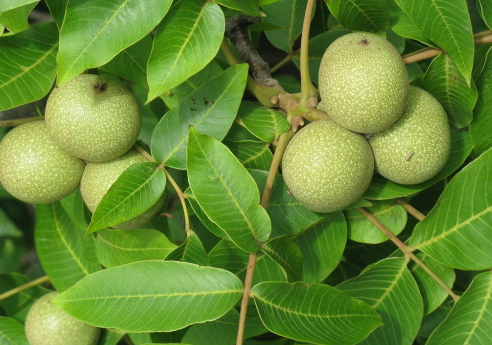 核桃什么时候种植最好