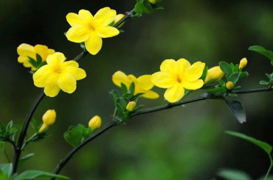 迎春花种植时间与生长周期