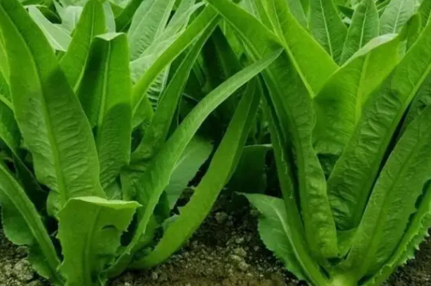 油麦什么时候种植最好