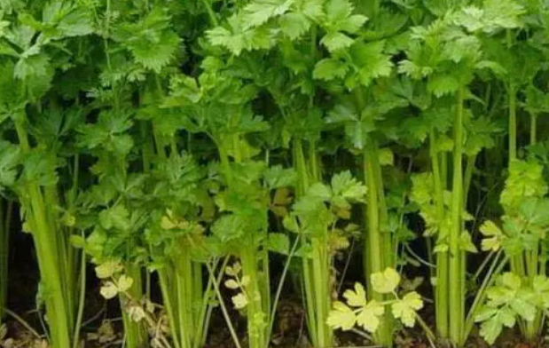 芹菜什么时候种植最好