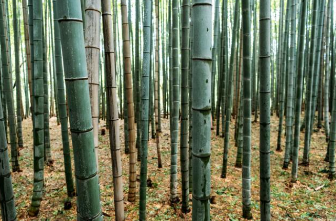 毛竹什么时候种植最好