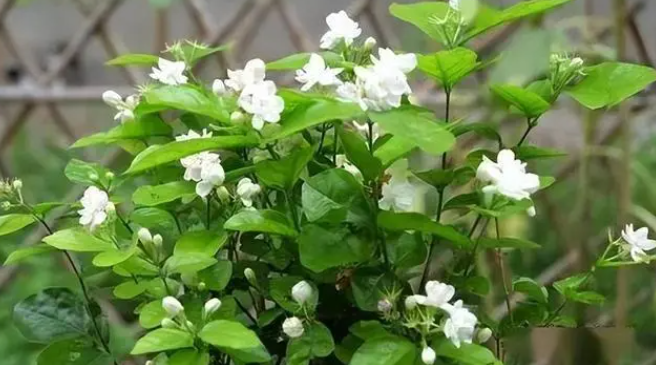 茉莉什么时候种植最好