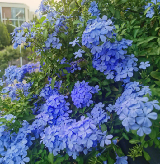 蓝雪花喜水吗