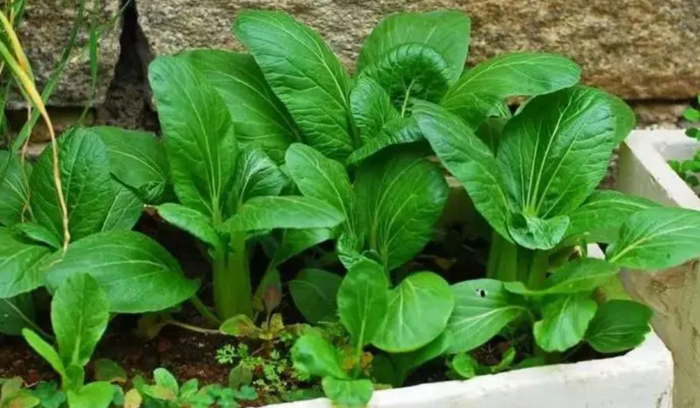 大青菜什么时候种植最好