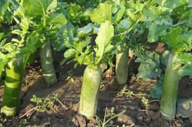 青萝卜什么时候种植最好
