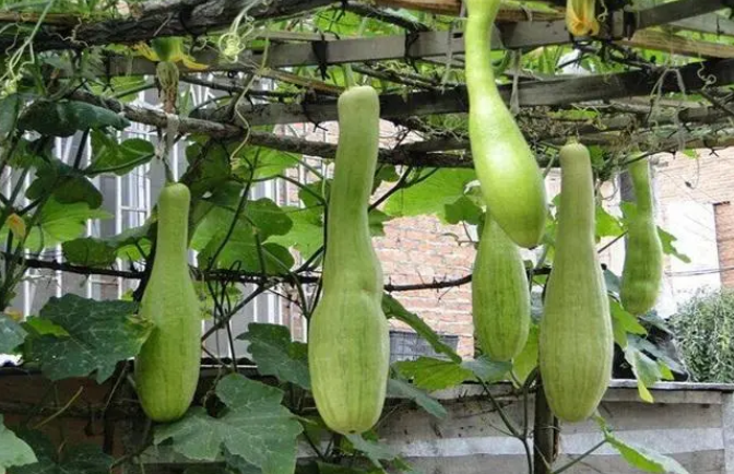 砍瓜什么时候种植最好