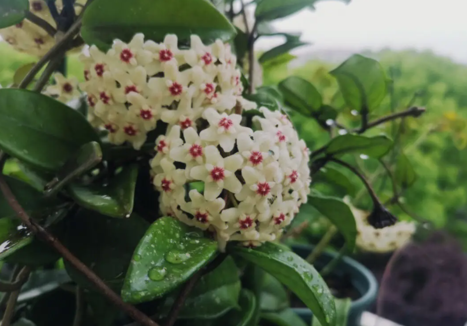 球兰什么时候种植最好