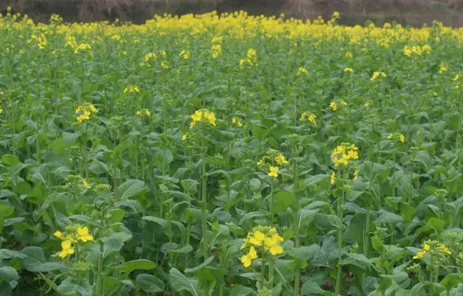 小油菜什么时候种植最好