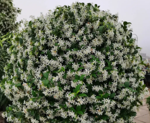 风车茉莉喜水吗
