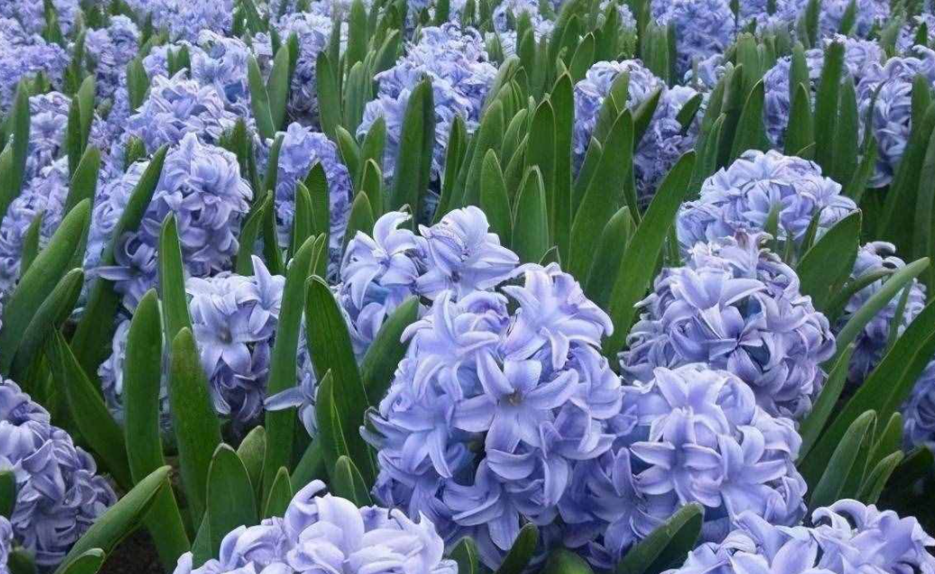 风信子种植时间与生长周期
